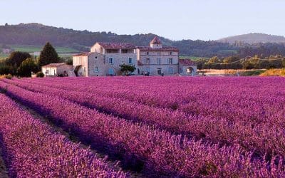 Lavande- L’âme de Provence